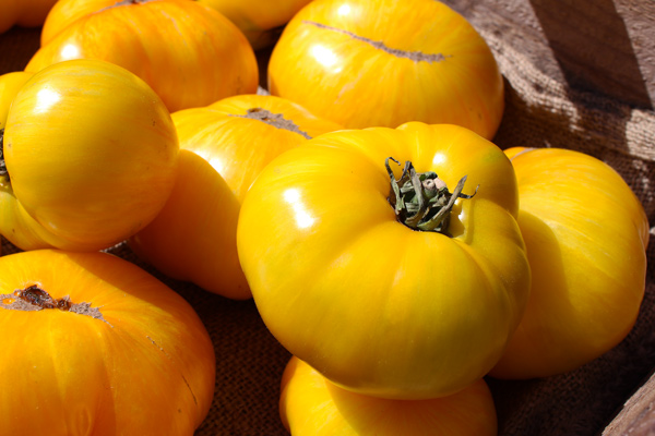 Heirloom Yellow Tomatoes