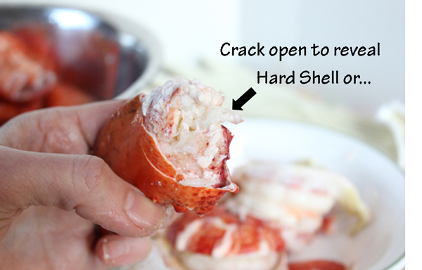 Hard-Shell-Lobster-Claw