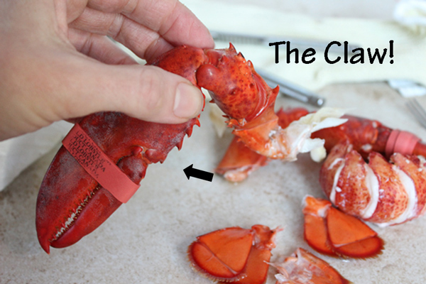 Lobster-Claw-1
