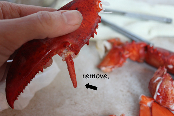 Lobster-Claw-2