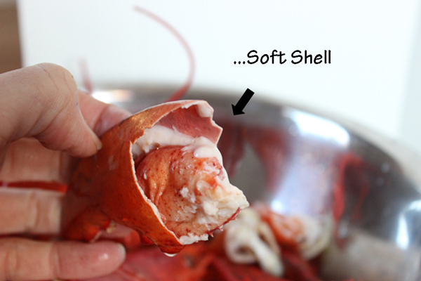 Soft-Shell-Lobster-Claw